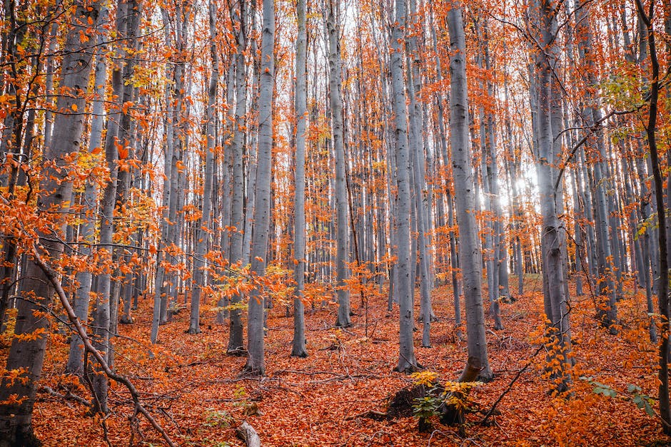 Bild des ausgeklügelten Laubbaumschmucks, den Bäume im Herbst tragen